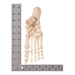 Real Human Left Foot – Partial