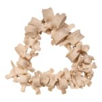 Real Human Spine – Disarticulated