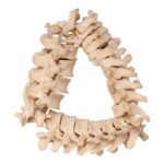 Real Human Spine – Disarticulated