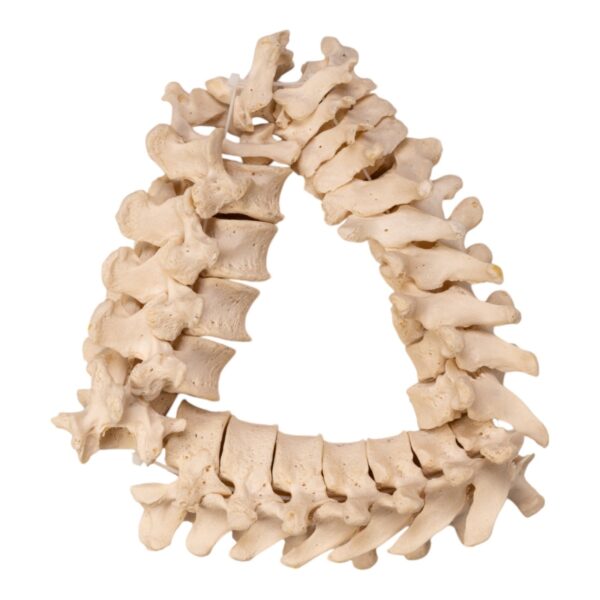 Real Human Spine – Disarticulated