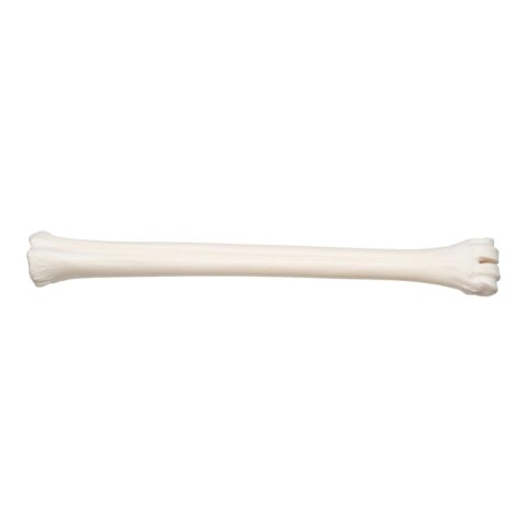 Real Southern Giraffe Cannon Bone