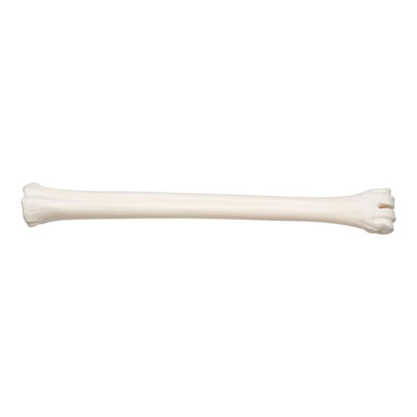 Real Southern Giraffe Cannon Bone