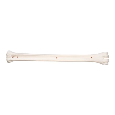 Real Southern Giraffe Cannon Bone