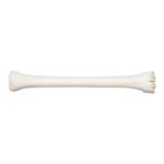 Real Southern Giraffe Cannon Bone