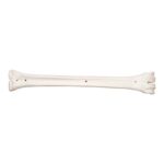 Real Southern Giraffe Cannon Bone