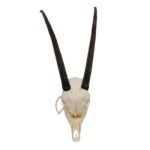 Real Gemsbok Skull – Juvenile