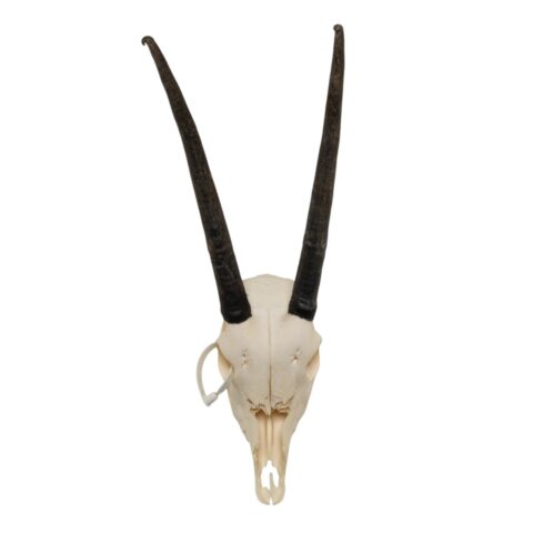 Real Gemsbok Skull - Juvenile