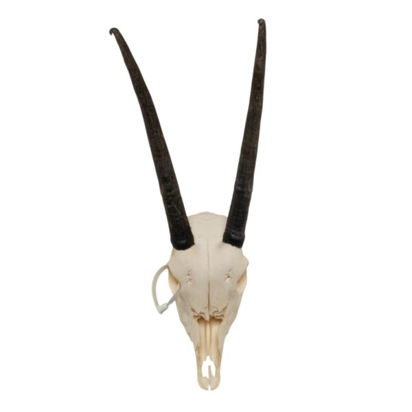 Real Gemsbok Skull – Juvenile