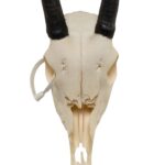 Real Gemsbok Skull – Juvenile