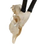 Real Gemsbok Skull – Juvenile