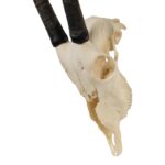 Real Gemsbok Skull – Juvenile
