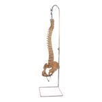Spine Display Stand
