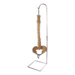 Spine Display Stand