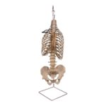 Spine Display Stand