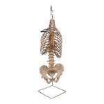 Spine Display Stand