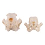 Real Domestic Dog Skull – Severe Periodontal