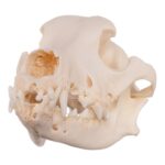 Real Domestic Dog Skull – Severe Periodontal