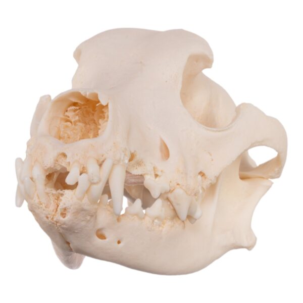 Real Domestic Dog Skull – Severe Periodontal