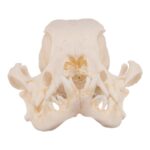 Real Domestic Dog Skull – Severe Periodontal