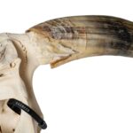 Real Longhorn Skull – 3056 g
