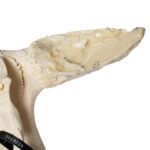 Real Longhorn Skull – 3056 g