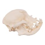 Real Domestic Dog Skull – Severe Periodontal