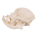 Real Domestic Dog Skull – Severe Periodontal