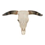 Real Longhorn Skull – 3056 g