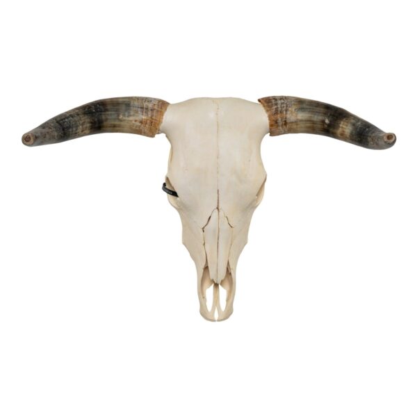 Real Longhorn Skull – 3056 g