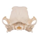 Real Domestic Dog Skull – Severe Periodontal