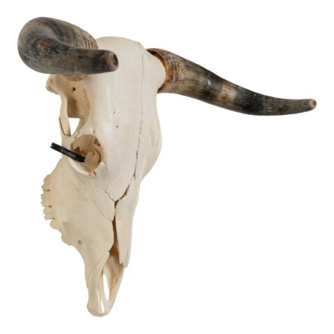 Real Longhorn Skull - 3056 g