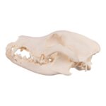 Real Domestic Dog Skull – Severe Periodontal