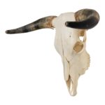 Real Longhorn Skull – 3056 g