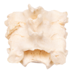 Real Research Quality Human Vertebrae