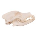 Real Domestic Dog Skull – Severe Periodontal