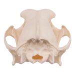 Real Domestic Dog Skull – Severe Periodontal