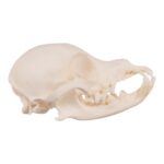 Real Domestic Dog Skull – Periodontal