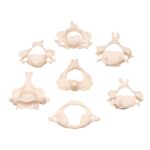 Real Research Quality Human Vertebrae