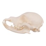 Real Domestic Dog Skull – Periodontal