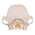 Real Domestic Dog Skull – Periodontal