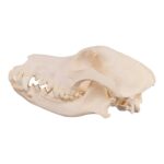 Real Domestic Dog Skull – Periodontal