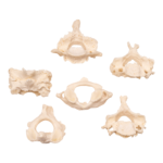 Real Research Quality Human Vertebrae