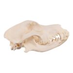 Real Domestic Dog Skull – Periodontal