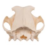Real Domestic Dog Skull – Periodontal