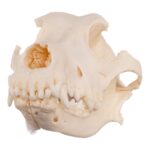 Real Domestic Dog Skull – Periodontal