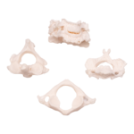Real Research Quality Human Vertebrae