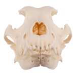 Real Domestic Dog Skull – Periodontal