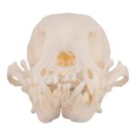 Real Domestic Dog Skull – Periodontal