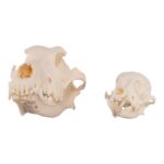 Real Domestic Dog Skull – Periodontal