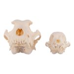 Real Domestic Dog Skull – Periodontal